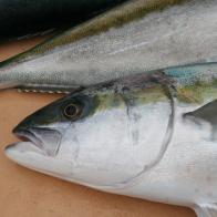 YELLOWTAIL, CALIFORNIA
