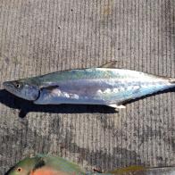 MACKEREL, QUEENSLAND SCHOOL