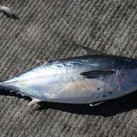 TUNA, MACKEREL