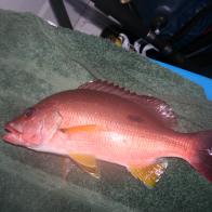 PERCH, MOSES