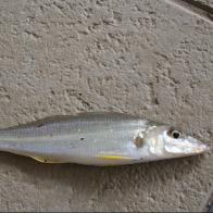 WHITING, SAND