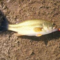 BASS, LARGEMOUTH