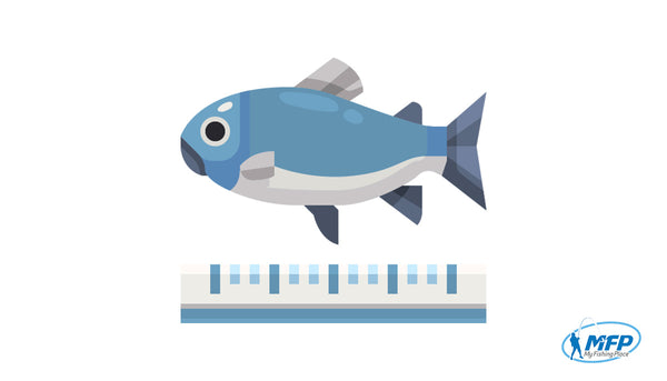 W.A. JEWFISH