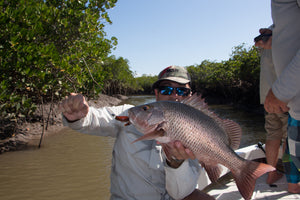 MANGROVE JACK