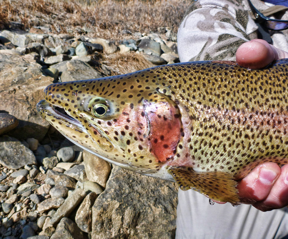 Boxwood Gulch Ranch