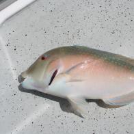TUSK FISH, VENUS