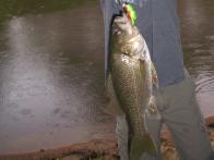 BASS, AUSTRALIAN