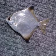 BUTTER BREAM
