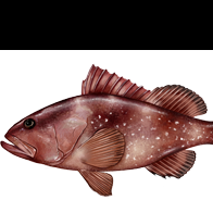 GROUPER, RED