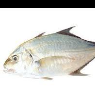 TREVALLY, LONG NOSED