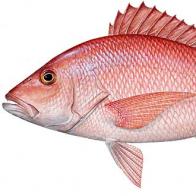 SNAPPER, NORTHERN RED