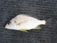 JAVELIN FISH, SILVER