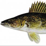 WALLEYE