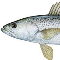 WEAKFISH