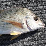 BREAM, YELLOWFIN