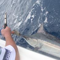 MARLIN, BLACK