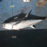 TUNA, NORTHERN BLUEFIN