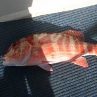 Cho Man Fish CHINAMAN FISH – My Fishing Place