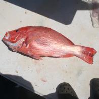 SEA PERCH, LARGE MOUTH