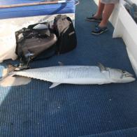 MACKEREL, NARROW BARRED