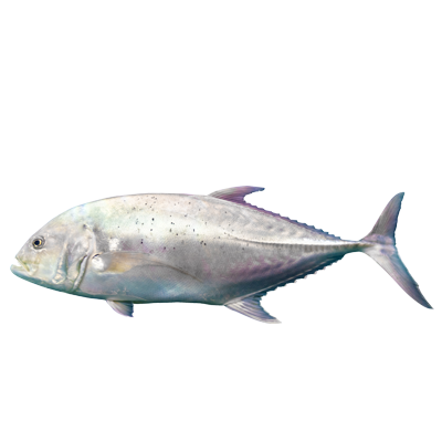 Giant Trevally