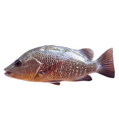 Mangrove Jack