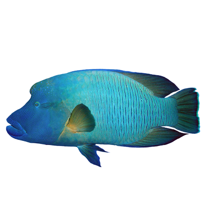 Maori Wrasse