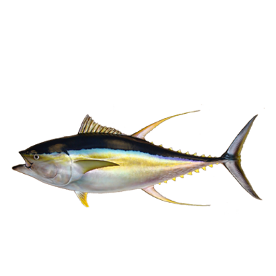 Yellowfin Tuna
